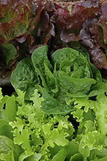 Asterales Prints: Organic lettuce (Lactuca sativa) growing, Maryland, USA, July