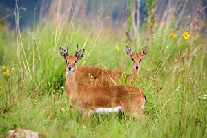 Grass Prints: Oribi antelopes (Ourebia ourebi) pair standing in tall grass