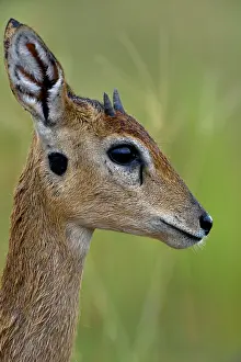 Uganda Prints: Oribi (Ourebia ourebi) female, head portrait, Uganda