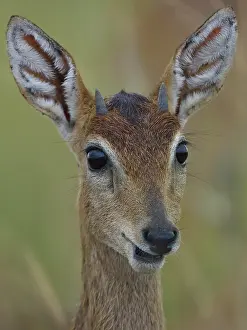 Uganda Prints: Oribi (Ourebia ourebi) female, head portrait, Uganda
