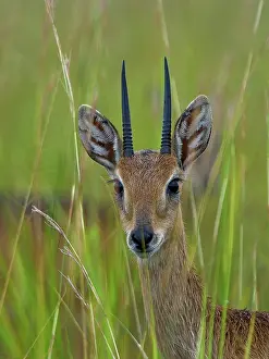 Uganda Prints: Oribi (Ourebia ourebi) male, standing in long grass, head portrait, Uganda