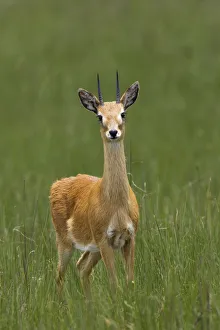 Oribi (Ourebia ourebi montana), Senkelle Swaynes Hartebeest Sanctuary, Ethiopia