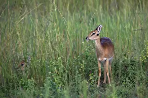 Ourebia Prints: Oribi (Ourebia ourebi) standing n long grass, Murchison Falls National Park, Uganda