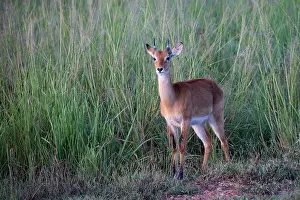 Ourebia Prints: Oribi (Ourebia ourebi) standing n long grass, Murchison Falls National Park, Uganda