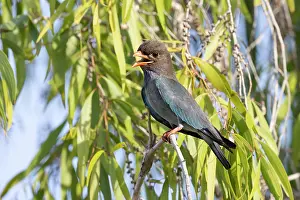 Legume Prints: Oriental dollarbird (Eurystomus orientalis) perched in an Acacia tree (Acacia sp)