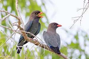 Rear View Prints: Oriental dollarbirds (Eurystomus orientalis) pair perched on branch