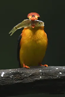 Alcedinidae Prints: Oriental dwarf kingfisher (Ceyx erithacus) catching and eating a fish at Tongbiguan Nature Reserve