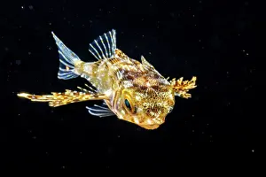 Plankton Prints: Oriental flying gurnard (Dactylopterus orientalis) larvae swimming at night in open sea