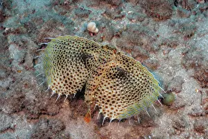 Rocky Prints: Oriental flying gurnard (Dactylopterus orientalis) swimming along seabed