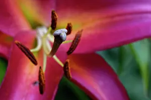 Liliaceae Prints: Oriental lily (Lilium orientalis) close up of flower stigma and anthers