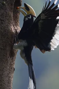 Yunnan Province Prints: Oriental Pied hornbill (Anthracoceros albirostris) male bringing berry to nest, Tongbiguan
