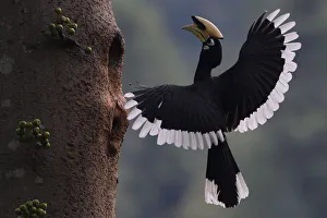 Bucerotiformes Prints: Oriental Pied hornbill (Anthracoceros albirostris) male landing at nest hole, Tongbiguan
