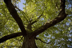 Images Dated 14th October 2008: Oriental plane tree (Platanus orientalis) Metsovo town, Valia Calda, Pindos NP, Pindos Mountains