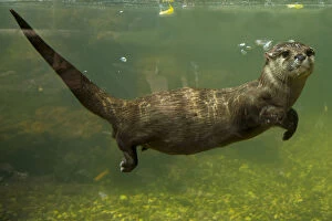 Otters Collection: Oriental small clawed otter (Aonyx cinerea) underwater, captive