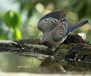 Uttarakhand Prints: Oriental turtle-dove (Streptopelia orientalis) drinking at edge of pool