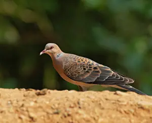 Uttarakhand Prints: Oriental turtle-dove (Streptopelia orientalis) perched on a branch