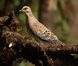 Uttarakhand Prints: Oriental turtle-dove (Streptopelia orientalis) perched on a branch