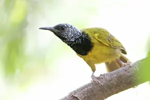 Warbler Prints: Oriole warbler (Hypergerus atriceps) perched on branch