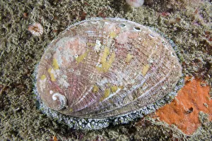 Ormer (Haliotis tuberculata). Channel Islands, UK, July