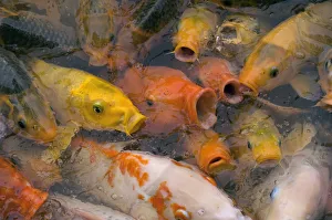 Yunnan Province Prints: Ornamental koi carp (Cyprinus carpio) group with open mouths at lake surface