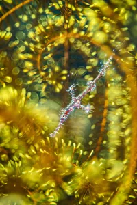 Ornate ghost pipefish (Solenostomus paradoxus), juvenile, hides within a crinoid Ornate ghost pipefish (Solenostomus paradoxus), juvenile, hides within a crinoid