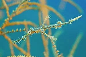 Camouflage Collection: Ornate ghost pipefish (Solenostomus paradoxus) young hides amongst the branches of a black coral