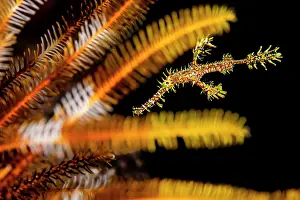 Papua New Guinea Prints: Ornate ghost pipefish (Solenostomus paradoxus)
