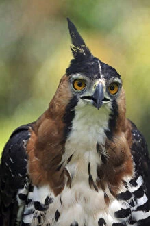 Ornate Hawk-Eagle (Spizaetus ornatus) head portrait, French Guiana, South America