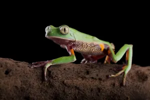 Ornate monkey frog (Phyllomedusa perinesos) walking along a branch. Salado River, Napo