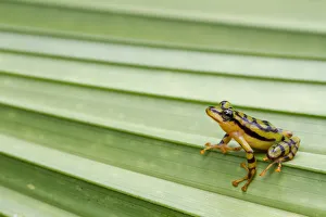 Lucas Bustamante Prints: Ornate rainfrog (Pristimantis ornatissimus) on leaf