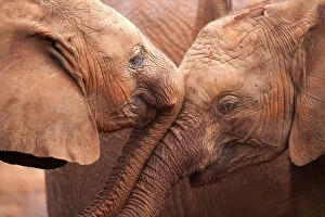 Two orphan baby Elephants (Loxodonta africana) being affectionate