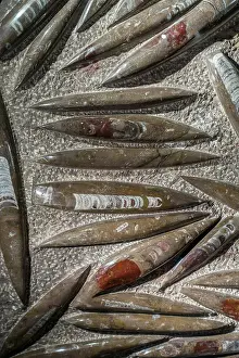 The Past Prints: Orthoceras / Orthoceratites fossils in rock