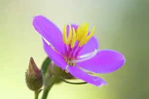 Myrtales Prints: Osbeckia (Osbeckia australiana) flower