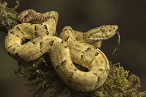Osbornes lancehead (Bothrops osbornei) in cloud forest, Choco region