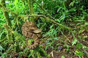 Viper Prints: Osborne's lancehead pitviper (Bothrops osbornei) resting on moss-covered branch in cloud forest understorey