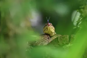 Viper Prints: Osborne's lancehead pitviper (Bothrops osbornei) flicking tongue while resting in cloud forest understorey