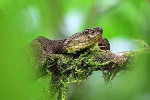 Viper Prints: Osborne's lancehead pitviper (Bothrops osbornei) resting on branch in cloud forest understorey