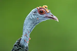 Turkey Prints: Oscellated turkey (Meleagris ocellata) head portrait, Yucatan Peninsula, Mexico