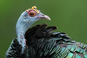 Turkey Prints: Oscellated turkey (Meleagris ocellata) head portrait, Yucatan Peninsula, Mexico
