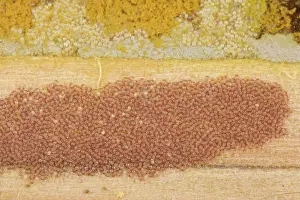 Insect House Prints: Osmia bee mite (Chaetodactylus osmiae) colony infesting Red mason bee (Osmia bicornis)