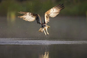 Images Dated 27th July 2011: Osprey (Pandion haliaeetus) fishing at dawn, Cairngorms NP, Highland, Scotland, UK, July