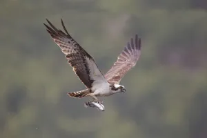 Osprey (Pandion haliaeetus) in flight, fishing at dawn, Rothiemurchus forest, Cairngorms NP