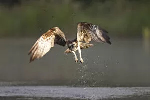Images Dated 27th July 2011: Osprey (Pandion haliaeetus) in flight, fishing at dawn, Rothiemurchus forest, Cairngorms NP