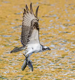 Osprey (Pandion haliaetus) with two Alewife (Alosa pseudoharengus) just caught in