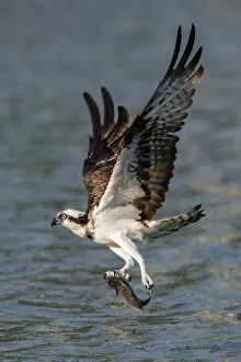 2021 February Highlights Gallery: Osprey (Pandion haliaetus) carrying fish above river in Taipei, Taiwan