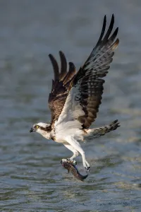 Osprey (Pandion haliaetus) carrying fish above river in Taipei, Taiwan