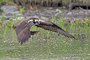 Accipitriformes Prints: Osprey (Pandion haliaetus) catching Alewife (Alosa pseudoharengus) prey