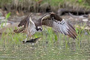 Accipitriformes Prints: Osprey (Pandion haliaetus) catching Alewife (Alosa pseudoharengus) prey