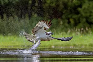 Osprey (Pandion haliaetus) catching a fish, Scotlad, UK, July
