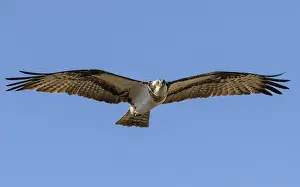 Osprey Prints: Osprey (Pandion haliaetus) female in flight, Finland, April
